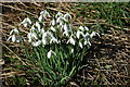 Snowdrops in Sheepscombe