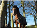 A friendly steed at Gwnhinger Farm