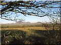 Rough grazing east of Moelypenmaen