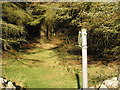 Forest path on Mynydd Nefyn