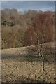 Silver Birch on Cranham Common