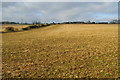 Field between Vernditch Lodge and Lodge Farm