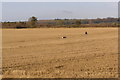 Field of stubble, north of Martin