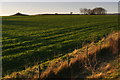 SU0419 : View towards a long barrow from Bokerley Dyke by Jim Champion