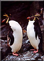 Northern Rockhopper Penguins (Eudyptes moseleyi) at Edinburgh Zoo
