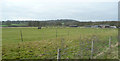 Pasture land near Danhill Farm