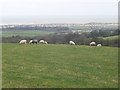 Grazing sheep near Gronant