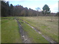 Clumber Park - Tracks in Barbecue Clearing