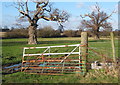 Gate into field with two rugged oaks