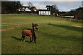 Horses and houses in Clent