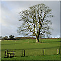 Stile and Oak Tree in Fields near Larden Hall, Shropshire