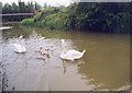 Grand Union Canal, Newlands Park