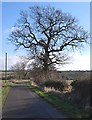 Tree beside Wood End Lane