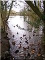 Saw Mill pond, off Bolton Road, Addingham