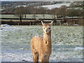 Alpaca in the snow