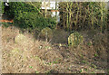 Overgrown Graves at the Old Baptist Chapel