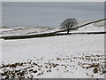 Pastures and lone tree near High Struthers