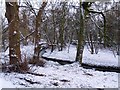 Trees at Dervock