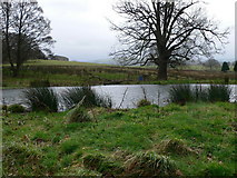 SJ1354 : Pond, Llwyn Ynn Estate by Eirian Evans