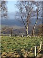 Coombs Wood, as seen from Blaze Fell