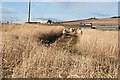 Sheep in the Barley