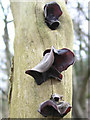 Jew?s Ear fungus