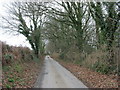 Tree-lined minor road between Llannor and Pont Bodfel