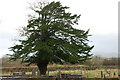 Mynwent Eglwys Beuno Sant Deneio Pwllheli Churchyard