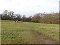 Ancient meadow by Horsenden Hill