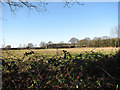 Sheds belonging to Wood Farm