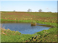SO7627 : Small pool opposite the church at Upleadon by Pauline E