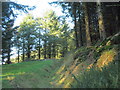 Approaching a clearing in the Mynydd Nefyn Forest