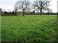 Fields between Marley Lane and The Street, Finglesham