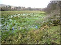 A distinctly wet field