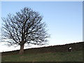 Sheephole in wall above Allendale Town