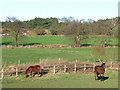 SO8487 : Grazing by Spittle Brook, Staffordshire by Roger  D Kidd