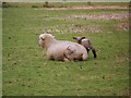 Ewe and Lamb, Beckington