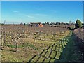 Orchard on Saxon Shore Way