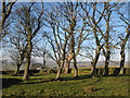 Copse near Housty