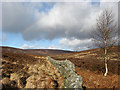 Moorland between Whita Hill and Middlemoss Head