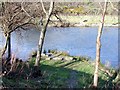 The Rheidol at Glanyrafon