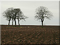 Beech trees to the north of Dalgarno
