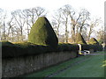 Clipped Yew Hedge