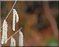 Catkins, Belfast