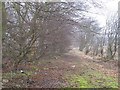 NS9495 : Woodland track, Aberdona by Richard Webb