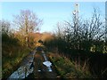 Track to Long Plantation