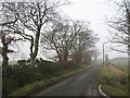 Oak lined road, Tethyknowe