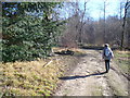 Bridleway on Fetcham Downs