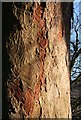 Bark Marks