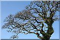 Yealmpton: oak tree in Gipsy Lane